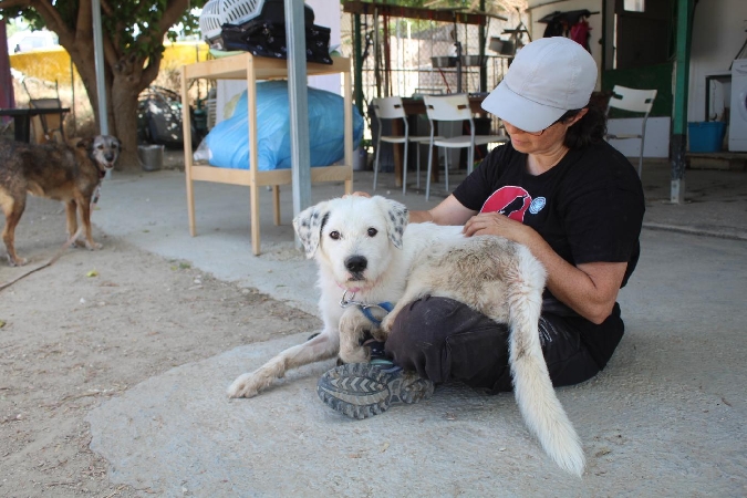 Suspiros de Cuatro Patas is organising an open day this Monday, 21st