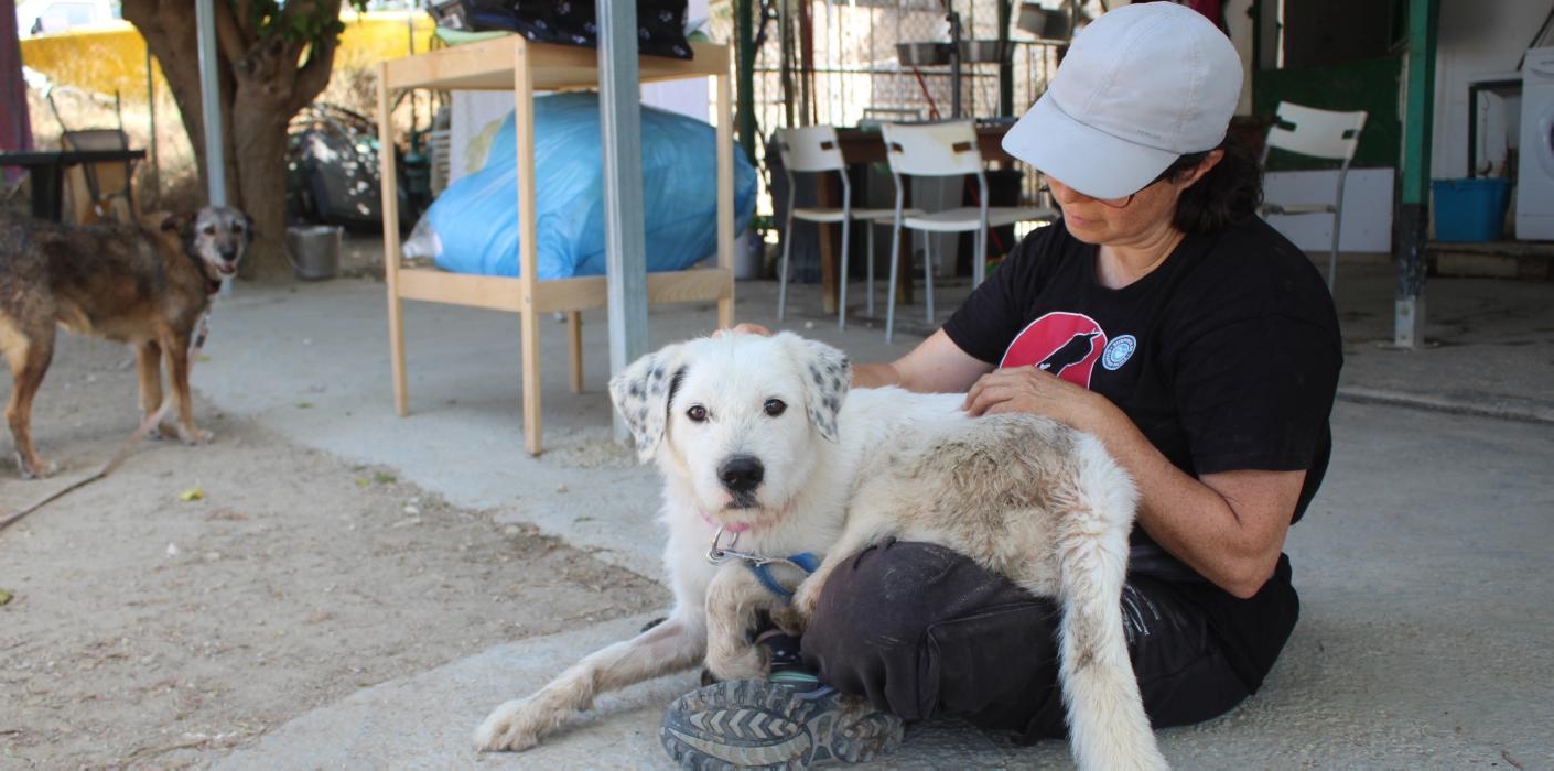 Suspiros de Cuatro Patas organiza una jornada de puertas abiertas este lunes 21 
