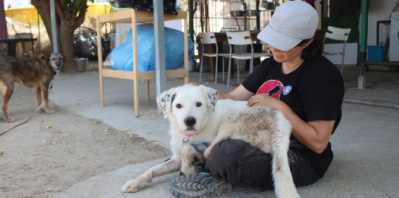 Suspiros de Cuatro Patas organiza una jornada de puertas abiertas este lunes 21 