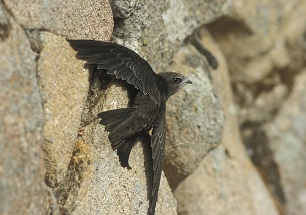 La Cala Branch Office is hosting a talk on fallen swifts on Tuesday 22nd